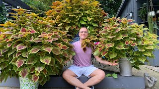 The BEST Coleus line EVER  Tips on Growing STUNNING and HUGE plants [upl. by Enerod]