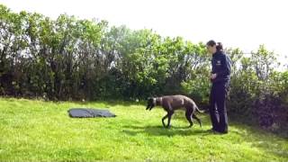 Training young Sighthounds [upl. by Macintosh]