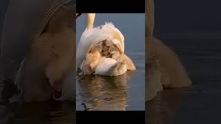 Cygnets can often travel by climbing on the mother and to a lesser extent the father swan cygnets [upl. by Sivatco]