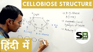 Cellobiose structure in Hindi [upl. by Akirehc]