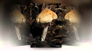 Inocybe fastigiata  fungi kingdom [upl. by Romelle858]