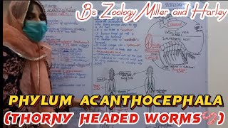 Phylum Acanthocephala  Thorny headed worms  Life Cycle of Acanthocephala  Bsc zoology [upl. by Parke]