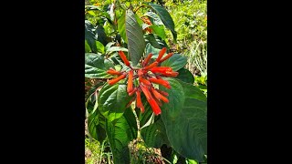 Rooting Firebush Hamelia patens var patens cuttings using different mediums [upl. by Tatianas969]