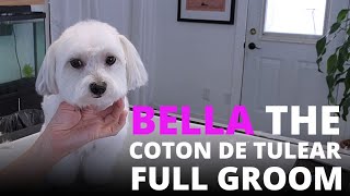 Dog Grooming Coton de Tulear Bella [upl. by Garlanda]