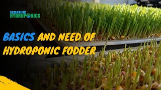 Ashwin Sawant  Basics and Need of Hydroponic Fodder [upl. by Ehrman]