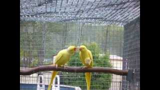 Indian Ringneck Lutinos sharing a peace of corn [upl. by Atiner229]