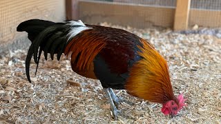 red jungle fowl qaib dib qaib qus Huajvamthojchannel October 28 2024 [upl. by Aryl433]