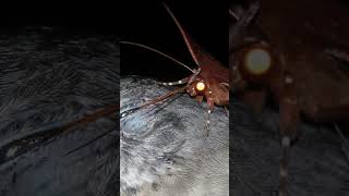 The Moth That Drinks The Tears of Birds  Halloween Butterflies and Moths [upl. by Wolfy]