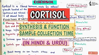 Cortisol HormoneSynthesis amp Function Cortisol sample collection timeSteroid HormoneHindi amp Urdu [upl. by Aerdnaid743]