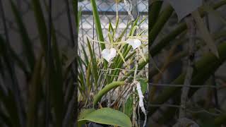 Brassavola cordata [upl. by Devad]