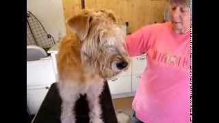 SoftCoated Wheaten Terrier  how to trim around eyelashes [upl. by Iosep744]