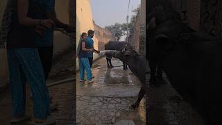 Stree 2 viral shorts  MMS Official  shorts trendingaudioshorts stree2short [upl. by Aerua]