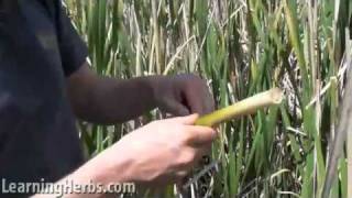 Harvesting amp Preparing Cattails Part 1 of 6 [upl. by Primo]