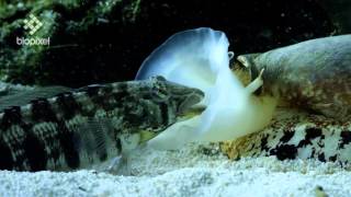 Geographus cone shell net feeding on sleeping fish [upl. by Stearne425]