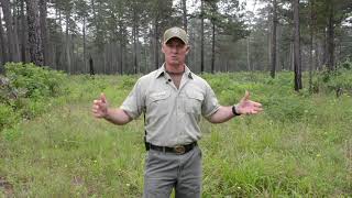 Fairchild State Forest Redcockaded woodpecker management [upl. by Hoj612]