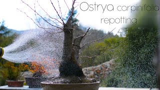 Ostrya carpinifolia yamadori repotting  Arkefthos Bonsai [upl. by Yroffej]