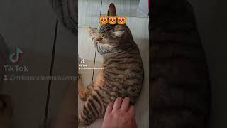 😻😻 Horus le balaise  ytshorts cats [upl. by Halik]