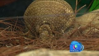 Conoce al animalito que inspiro la mascota del Mundial Brasil 2014 [upl. by Eseer963]