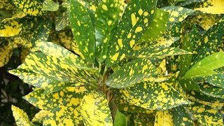 Croton plant golden dust complete care its diseasespropagation [upl. by Artinahs]