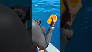 Shark Surprise You Won’t Believe This🦈👀🤿🌊shorts youtubeshorts shortsfeed shortvideo viralvideo [upl. by Blader446]