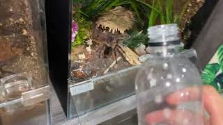 WATERING my TARANTULAS quotPart 8quot [upl. by Seaddon430]