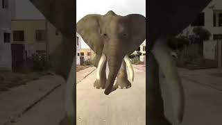 Madina Or papa ke piche pad gaya elephant😯😯 funny comedy cute 🥰🥰 [upl. by Nosremaj]