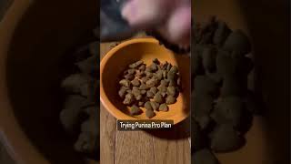 Your Senior Dogs Potential with Purina Pro Plan Senior Dog Food dog puppy [upl. by Nylecaj]