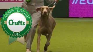 Gundog Group Judging and Presentation  Crufts 2017 [upl. by Hsitirb]