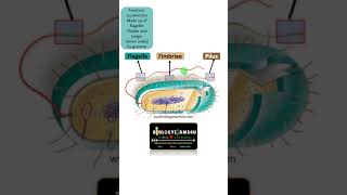 Flagella Fimbriae and Pilus Cell Surface Appendages in Bacteria [upl. by Iolanthe]