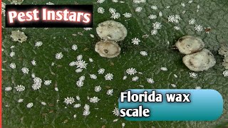 Florida wax scaleCeroplastes floridensisSoft scaleInstarsInteresting factsInsectLife on earth [upl. by Marx]