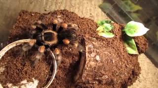 Sad Tarantula Death And Feeding Video Part 2 [upl. by Yevol463]