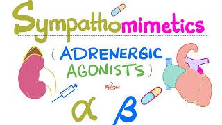 Sympathomimetics Adrenergic Agonists—Epinephrine Norepinephrine  Alpha amp Beta Receptors [upl. by Ocirederf]