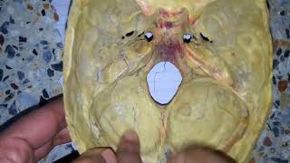 MENINGES OF SKULL dura matter easy explanation 1 [upl. by Gertruda]