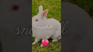 RIP SNOWBELL 💔😣😔 [upl. by Siryt]