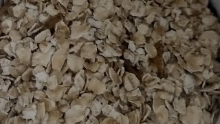 Florida Carpenter Ants eating mealworms episode 6 [upl. by Thurber]