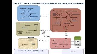 Amino Group Removal for Elimination [upl. by Sidalg]