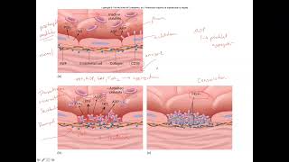 Unit 3 Part 4 Hemostasis Fibrinolysis amp Anticoagulants [upl. by Ellenig]