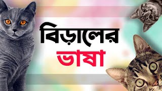 বিড়াল যেভাবে মনের ভাব প্রকাশ করে  বিড়ালের ভাষা বুঝবেন যেভাবে  How Cats Talk  বিড়ালের ভাষা [upl. by Chi]