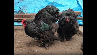 Cochin Black large fowl  the best and biggest Cochin [upl. by Kristy601]