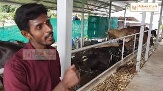 ಹಸು ಸಾಕಾಣಿಕೆ ಭಾಗ  2  Cattle Farming Part  2  Abhima Krushi [upl. by Luebke808]