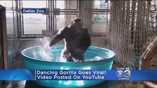 Dancing Gorilla Goes Viral [upl. by Ping]