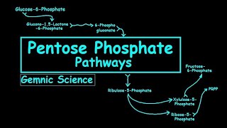 Pentose Phosphate Pathway Simplified [upl. by Melissa]