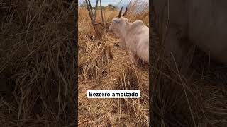 Bezerro na moita gado fazenda agro [upl. by Mittel]