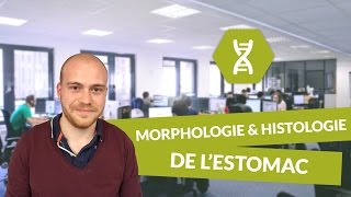 Physiologie digestive Morphologie et histologie de l’estomac  Physiologie  digiSchool [upl. by Ahsyt]