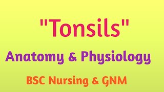 Lymphoid tissue tonsils in hindi  21 April 2020 nursingstudy nursingnotes [upl. by Kylila6]