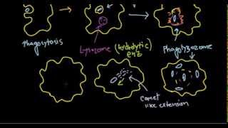 Listeria monocytogenes pathogenesis [upl. by Martin]