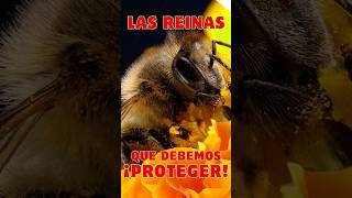 🐝Explorando el Mundo de las Abejas Guardianas de la Biodiversidad y la Vida en la Tierra🐝 abejas [upl. by Juta]