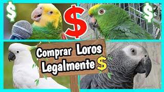 COMPRAR LOROS que HABLAN de FORMA LEGAL 💲🦜🐦💸 [upl. by Latsyek]