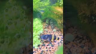 Cute kuhli loach eating 😋 aquarium pet petfish shorts [upl. by Itak]