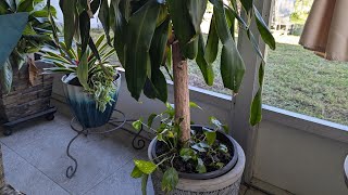 Fixing root bound plants plus uppotting house plants [upl. by Gathard]